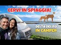 DELTA DEL PO IN CAMPER 🚐 Vediamo cervi e daini in spiaggia