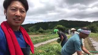 通販　おいしい米　山形　尾花沢