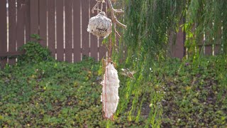 Olive gets some nesting material and brings it to her nest. #hummingbirdnest #nest #birds #nature