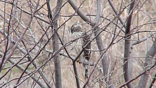 2010.02.21 野鳥公園 オオタカ2-4