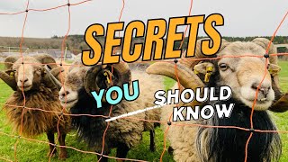 The hidden benefit of Ovis Aries sheep’s curly horn many do not know