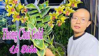 Hoa Lan THONG CHAI GOLD LÁ BIÊN chậu thiết kế quá ĐẸP  /1 😘 📲 0908651193 E.Hiền