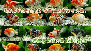 【伊藤養魚場入荷情報】2016.10.12 弥富金魚市場(※上物市)より入荷！