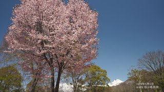 妙高市笹ヶ峰（撮影：2024年5月5日）