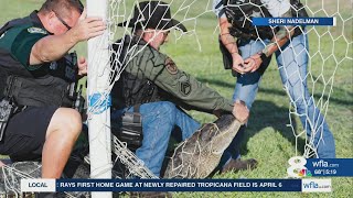 Manatee County alligator attempts new sport, gets stuck in soccer net instead