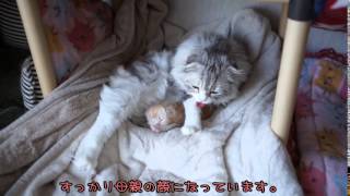 猫万歳：ゆずの成長(3月編)