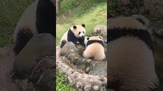 两只一岁半的双胞胎姐弟，“旺旺雪饼和旺旺仙贝” #panda #cutepanda #cute #zoo #animals #funny #cuteanimals #love