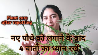 Plant care after repotting - नए पौधे को लगाने के बाद चार बातों का ध्यान रखें|| #stressfree