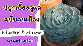 Echeveria blue rose|กุหลาบหินบูลโรส|ปลูกกุหลาบหิน|ปลูกกุหลาบหินบูลโรส ฉบับคนเมือง ให้รอด