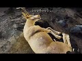 we watched a giant whitetail deer grow and die... way of the hunter