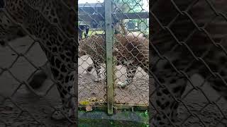 පින්නවල Zoo එකේ ඉන්න  කොටි හාමි/pinnwwalala zoo/tiger #shorts