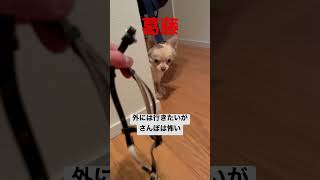 【小心者チワワ】葛藤 #子犬 #犬 #こいぬのいる暮らし #チワワ #さんぽ #shorts