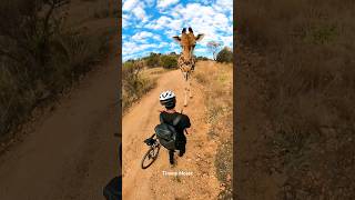 Giraffe Stops Mountain Biker for a Sniff | Rare Wildlife Encounter in South Africa