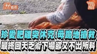 珍愛肥雞突休克! 母跪地搶救　最終回天乏術下場卻又不出所料｜TVBS新聞｜擠看看 #Shorts