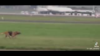 Belgian Malinois jumps from helicopter training tiktok by am_alvarez