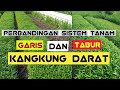 🔴 Wowww Lahan 1 Are Bisa Panen Kangkung Darat Setiap Minggu ‼️‼️