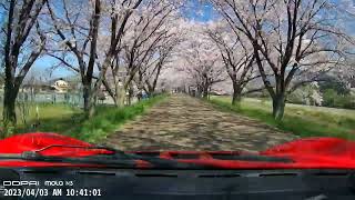 高時川・桜並木（滋賀県長浜市）