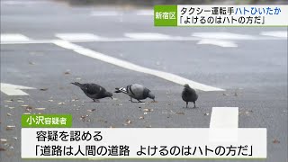 タクシー運転手ハト轢いたか 「避けるのはハトの方だ」