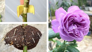 7 tips for breeding roses that few people know | rose plant growing tips