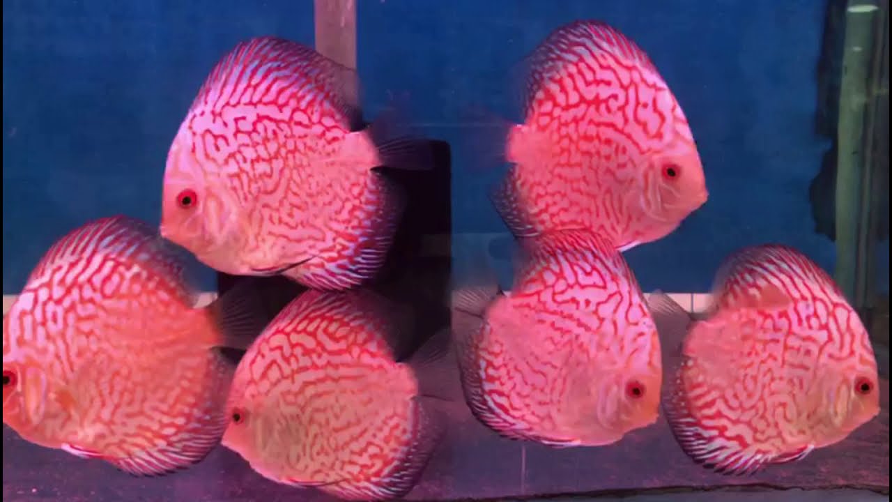 Fish Collection Youtube