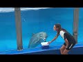 marineland mallorca oct 2023 4k dolphin show