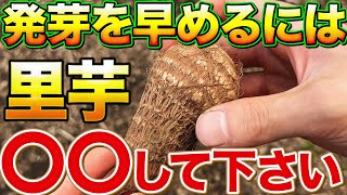 【発芽が良くなる】里芋栽培で種芋を発芽させた方がいい理由とそのやり方について