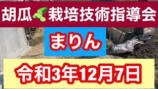 宮崎きゅうり最前線 きゅうり栽培技術指導会生産者の栽培技術や品質向上を目指し「見る、学ぶ、食べる、伝える」農業をお送りいたします。①長友農苑、　2021年12月07日撮影