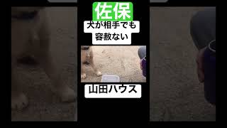 犬が相手でも容赦ない佐保【山田ハウス 切り抜き】