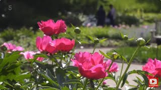 Kew Gardens - Year in the Bloom 4 - The Peonies