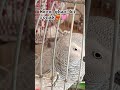 the world’s smartest parrot greyparrot mithu