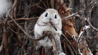 【4K】Siberian flying squirrel　 エゾモモンガ