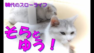 【猫】そらとゆう！50代のスローライフ、猫と自由人