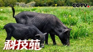 《科技苑》 能跑 能掐 爱吃草 “空心村”养起了藏香猪  20190702 | CCTV农业