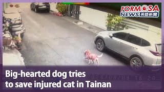 Big-hearted dog tries to save injured cat in Tainan｜Taiwan News