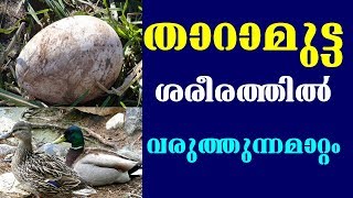 Health Benefits Of Eating Duck Eggs lതാറാമുട്ട ശരീരത്തിൽ വരുത്തുന്ന മാറ്റം