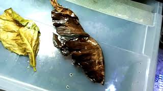 How To Prepare Indian Almond Leaves For A Shrimp Tank