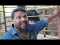 ആട് വളർത്തൽ ലാഭകരമാക്കാം goat rearing can be made profitable goat farm @raziya greenleaves