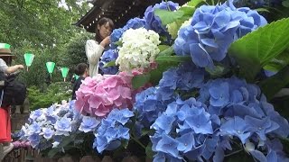 白山神社で紫陽花祭り