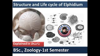 Structure and Life cycle of Elphidium | Life cycle of Elphidium-1 (protozoa)| HSR Bioinfo | BSc|