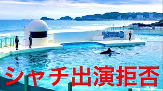 「動物の行動に異常が..」公演中止へ　　鴨川シーワールド　シャチ