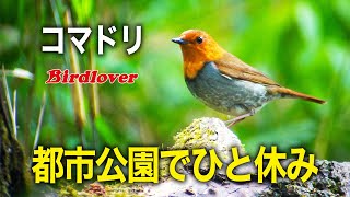 コマドリが公園でひと休み・コマドリのさえずりを入れてみました / Japanese robin