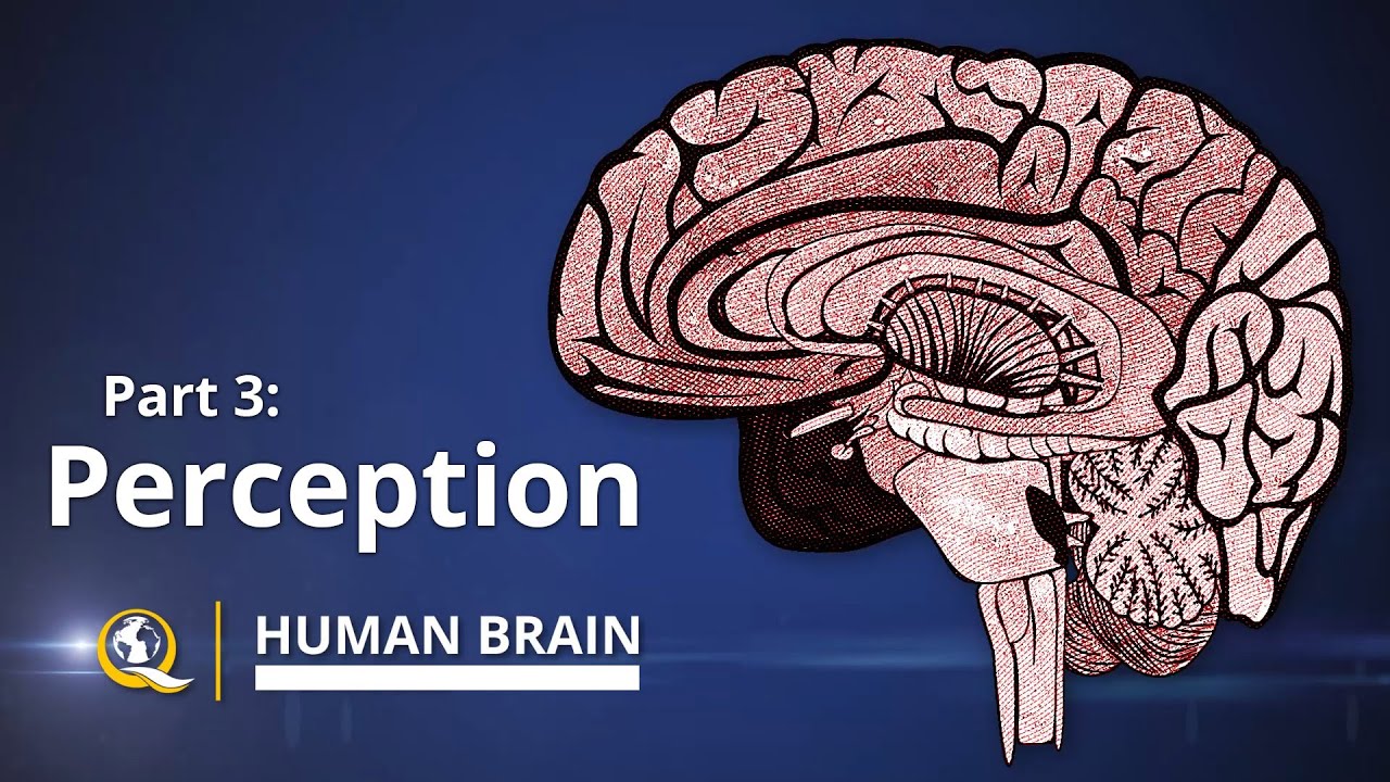 Perception - Human Brain Series - Part 3 - YouTube