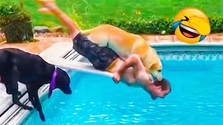 Funny Animal Videos 2023 😁 - Funniest Cats😹 and Crazy Dogs🐶 Videos Of The Month!