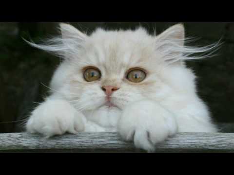 Persian Cat Video Youtube