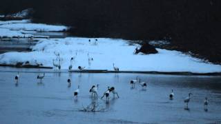 タンチョウの寝床～雪裡川を音羽橋から