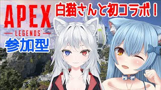 【APEX参加型】今日は白猫さんとの初コラボにゃん！【猫波あゆ/Vtuber】