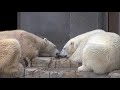 ララとデナリ仲良くランチタイム~polar bears are eating