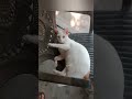 എൻ്റെ വീട്ടിലെ പൂച്ച cat funny catfunny shorts