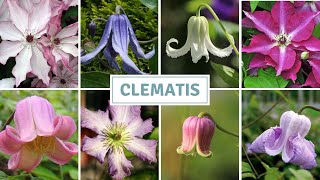 How To Sow Clematis Seed / Leatherflower Seed Starting // Cottoverdi