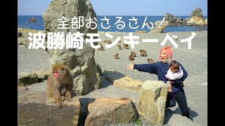 【３６０度お猿さん！波勝崎モンキーベイ】３才児野生の猿と初対面！近すぎるおさるさんに会いに行こう！